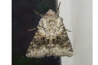 Hecatera bicolorata