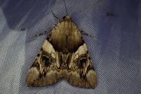 Catocala fulminea