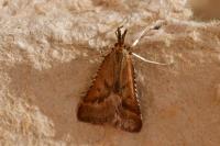 Synaphe punctalis