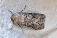 Agrotis segetum