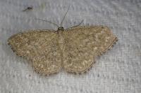 Scopula immorata