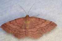 Scopula rubiginata