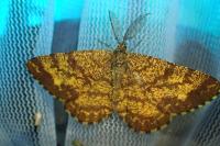 Ematurga atomaria