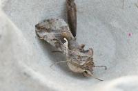 Autographa gamma