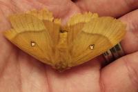 Lasiocampa quercus quercus