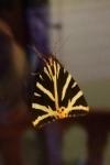 Euplagia quadripunctaria