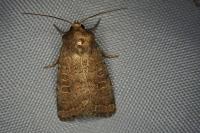 Hoplodrina octogenaria