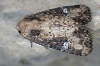 Mesapamea secalis/secalella