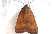 Noctua interjecta