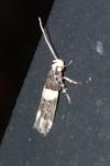 Recurvaria leucatella