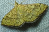 Anania verbascalis