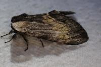 Harpyia milhauseri
