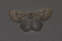 Asthena albulata
