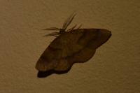 Plagodis pulveraria