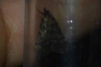 Aglossa pinguinalis