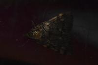 Aglossa pinguinalis