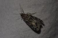 Eudonia