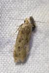 Bryotropha senectella