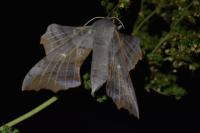 Laothoe populi
