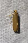Crassa unitella