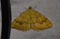 Camptogramma bilineata
