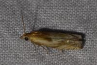 Eucosma cana/hohenwartiana