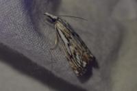 Catoptria falsella