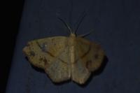 Cyclophora punctaria