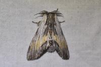 Harpyia milhauseri