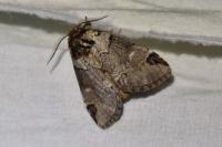 Drymonia obliterata