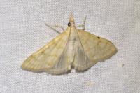 Paracorsia repandalis