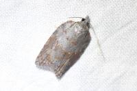 Acleris sparsana