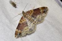 Xanthorhoe spadicearia