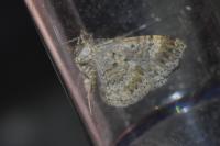 Xanthorhoe spadicearia