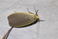 Collita griseola