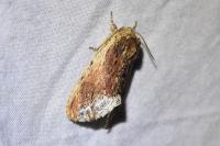 Ptilodon cucullina
