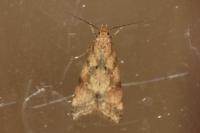 Brachmia blandella