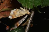 Macaria liturata