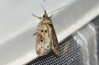 Nycteola revayana