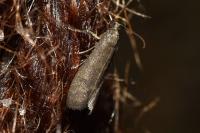 Pyla fusca