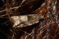 Rhopobota naevana