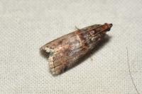Acrobasis advenella