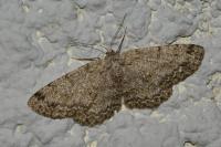 Hypomecis punctinalis