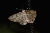 Peribatodes rhomboidaria rhomboidaria