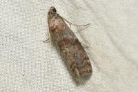 Phycita roborella