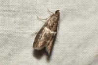 Elegia similella