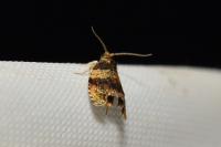 Celypha aurofasciana