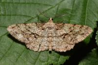 Peribatodes secundaria