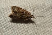 Eudonia mercurella