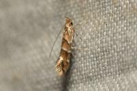 Cameraria ohridella